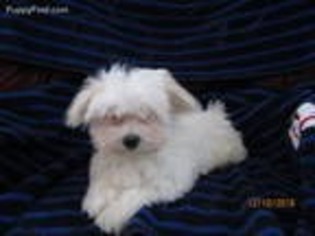 Maltese Puppy for sale in Plainwell, MI, USA
