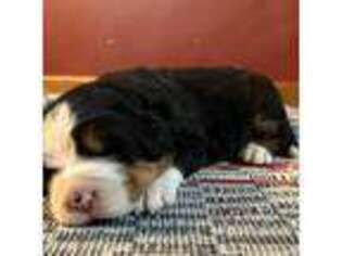 Bernese Mountain Dog Puppy for sale in Brashear, MO, USA