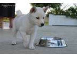 Shiba Inu Puppy for sale in Champaign, IL, USA