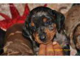 Dachshund Puppy for sale in Athens, GA, USA