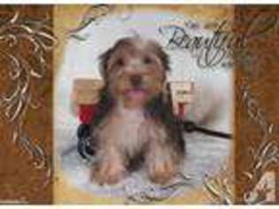 Yorkshire Terrier Puppy for sale in BISHOPVILLE, SC, USA