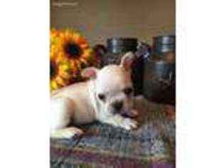 French Bulldog Puppy for sale in Merlin, OR, USA