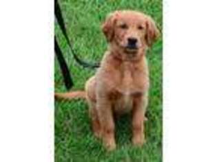 Golden Retriever Puppy for sale in Eastman, WI, USA