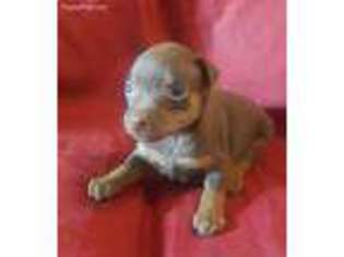Miniature Pinscher Puppy for sale in Arundel, ME, USA