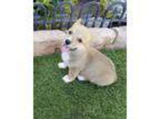 Pembroke Welsh Corgi Puppy for sale in Fontana, CA, USA