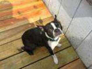 Boston Terrier Puppy for sale in Pemaquid, ME, USA