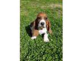 Basset Hound Puppy for sale in Siloam Springs, AR, USA