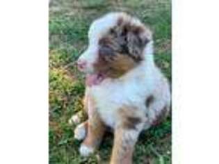 Australian Shepherd Puppy for sale in Lebanon, MO, USA
