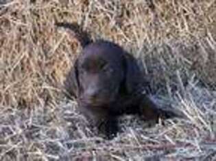 Labrador Retriever Puppy for sale in Craig, CO, USA