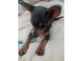 Chihuahua Puppy for sale in Shelbyville, IN, USA