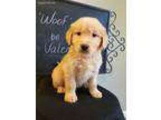 Golden Retriever Puppy for sale in Whiteville, TN, USA