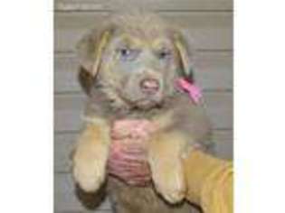 German Shepherd Dog Puppy for sale in Henagar, AL, USA