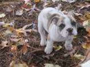 Bulldog Puppy for sale in Goffstown, NH, USA