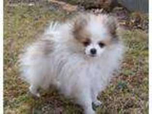 Pomeranian Puppy for sale in Miller, MO, USA