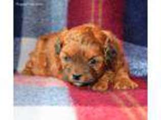 Shih-Poo Puppy for sale in Allenwood, PA, USA