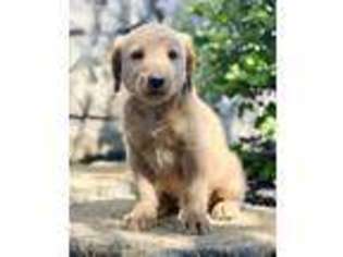 Labradoodle Puppy for sale in Honey Brook, PA, USA