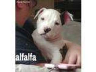 Mutt Puppy for sale in Alexander, AR, USA