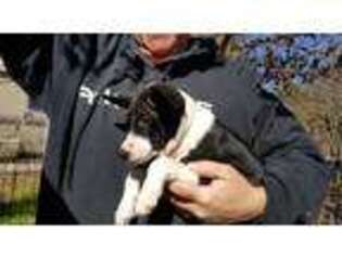 Basenji Puppy for sale in Dallas, TX, USA