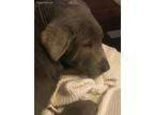 Labrador Retriever Puppy for sale in Soldiers Grove, WI, USA