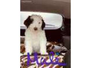 Mutt Puppy for sale in Lakeview, OR, USA
