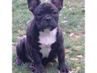 French Bulldog Puppy for sale in Springfield, OR, USA