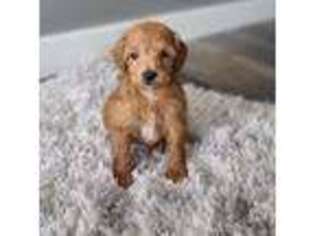 Labradoodle Puppy for sale in Nooksack, WA, USA