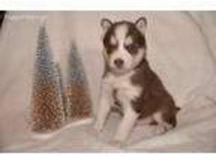 Siberian Husky Puppy for sale in Lore City, OH, USA
