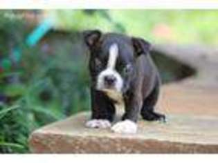 Boston Terrier Puppy for sale in Center Ridge, AR, USA