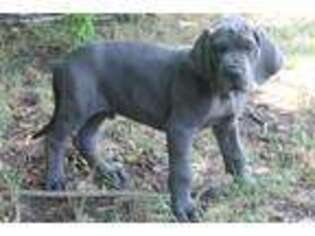 Great Dane Puppy for sale in Leonard, TX, USA