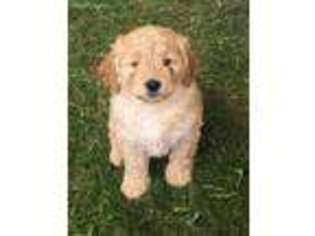 Goldendoodle Puppy for sale in Lake Geneva, WI, USA