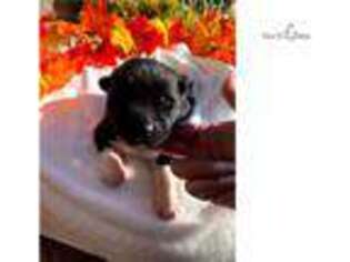 Akita Puppy for sale in Las Vegas, NV, USA