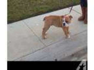 Bulldog Puppy for sale in ARBUCKLE, CA, USA