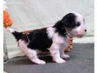 Havanese Puppy for sale in Millersburg, OH, USA