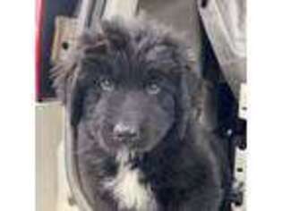 Newfoundland Puppy for sale in Carlton, MN, USA