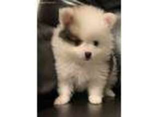 Pomeranian Puppy for sale in Waterloo, IN, USA