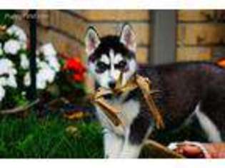 Siberian Husky Puppy for sale in Brinkhaven, OH, USA
