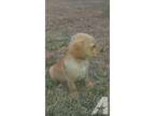 Labrador Retriever Puppy for sale in NORMAN PARK, GA, USA