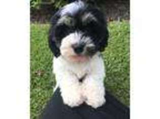 Cavachon Puppy for sale in Pickens, SC, USA