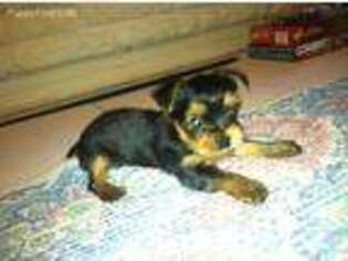 Yorkshire Terrier Puppy for sale in Huntsville, TX, USA