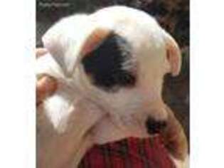 Jack Russell Terrier Puppy for sale in Bound Brook, NJ, USA