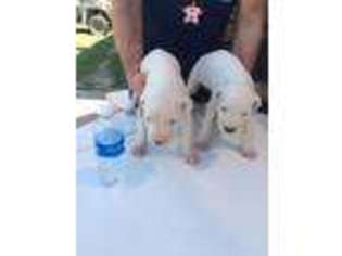 Dogo Argentino Puppy for sale in Opelousas, LA, USA