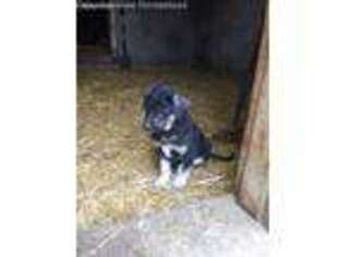 Anatolian Shepherd Puppy for sale in Crane, MO, USA