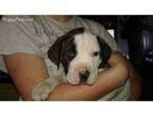 American Bulldog Puppy for sale in Marshfield, VT, USA