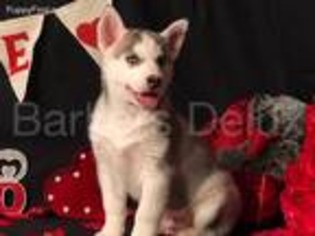 Siberian Husky Puppy for sale in Laquey, MO, USA