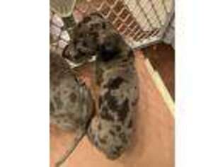 Great Dane Puppy for sale in Greeley, CO, USA