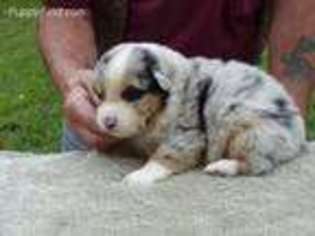 Australian Shepherd Puppy for sale in Guysville, OH, USA