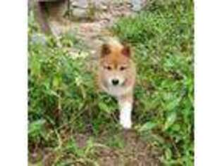 Shiba Inu Puppy for sale in Helotes, TX, USA