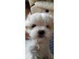 Maltese Puppy for sale in Grottoes, VA, USA