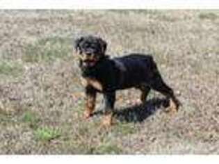 Rottweiler Puppy for sale in Checotah, OK, USA