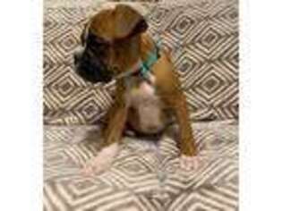 Boxer Puppy for sale in Scottsville, KY, USA